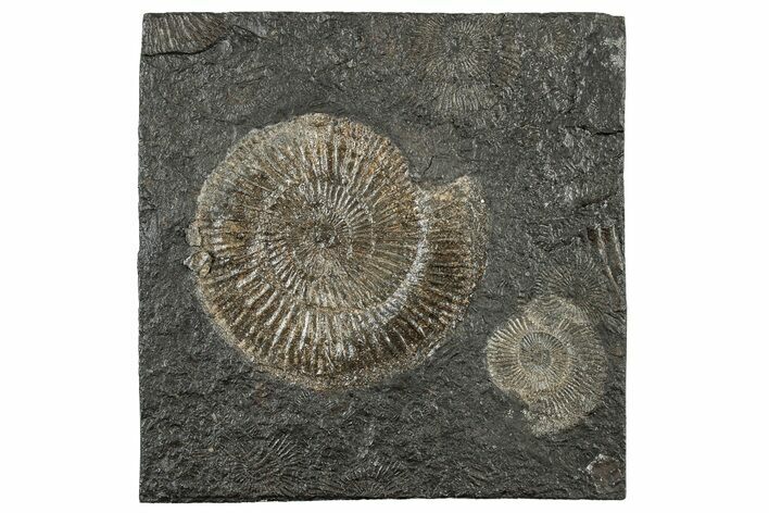 Fossil Ammonite (Dactylioceras) Cluster - Posidonia Shale, Germany #304985